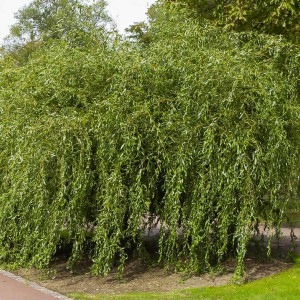 Саженцы Комплект 5шт / Ива Матсуды или Salix matsudana (се..