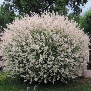 Саженцы Ива шаровидная Цельнолистная (Хакуро Ниши)